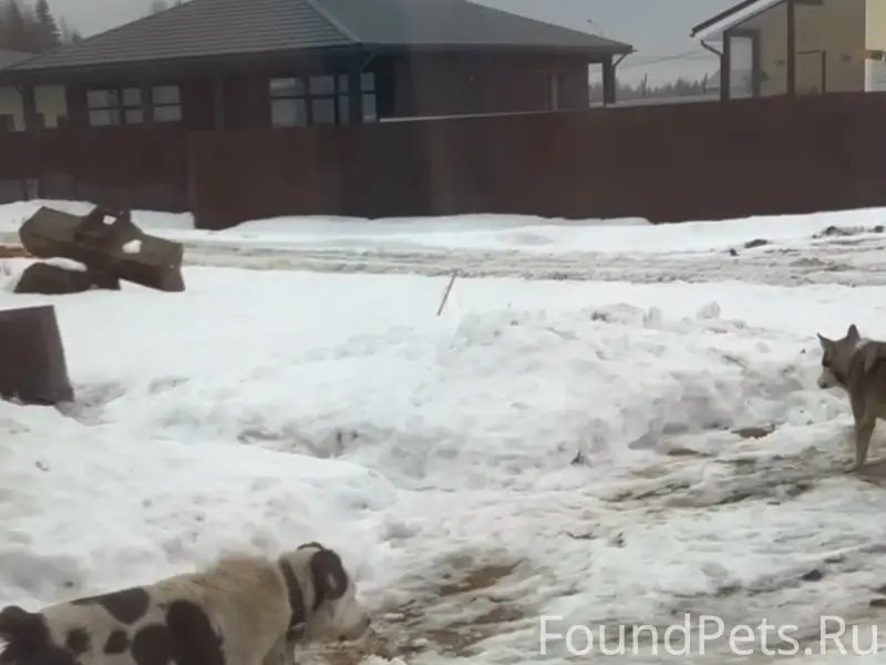 Пропала собака, КП Дача у Лесколово