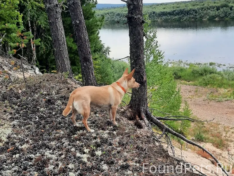 Пропала собака Боня