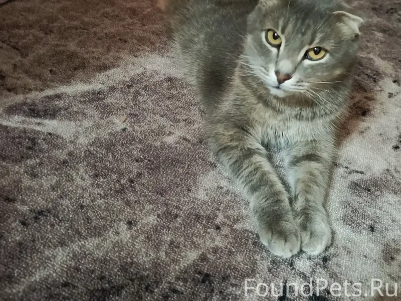 Пропал кот, Ульяновская улица