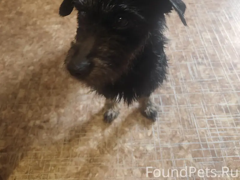 Найдена собака, Балабаново, ул. Гагарина