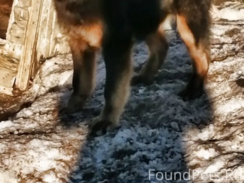 Пропала собака, район старой церкви