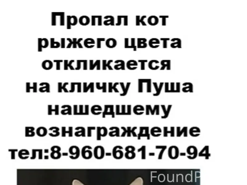 Пропал кот, место пропажи неизвестно