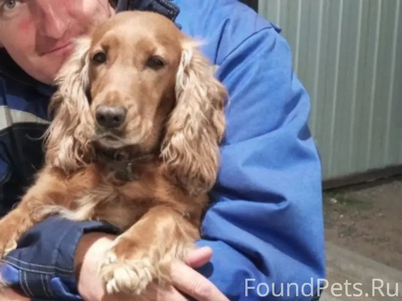 Пропали собаки, место неизвестно
