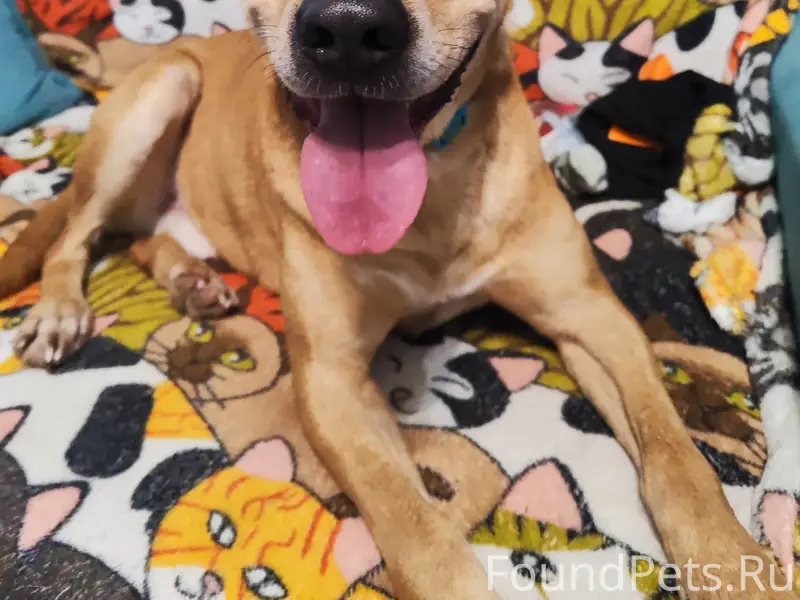 Найден кобель, был травмирован, [без указания места]