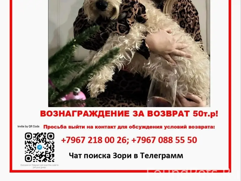 Пропала пшеничный терьер Зори