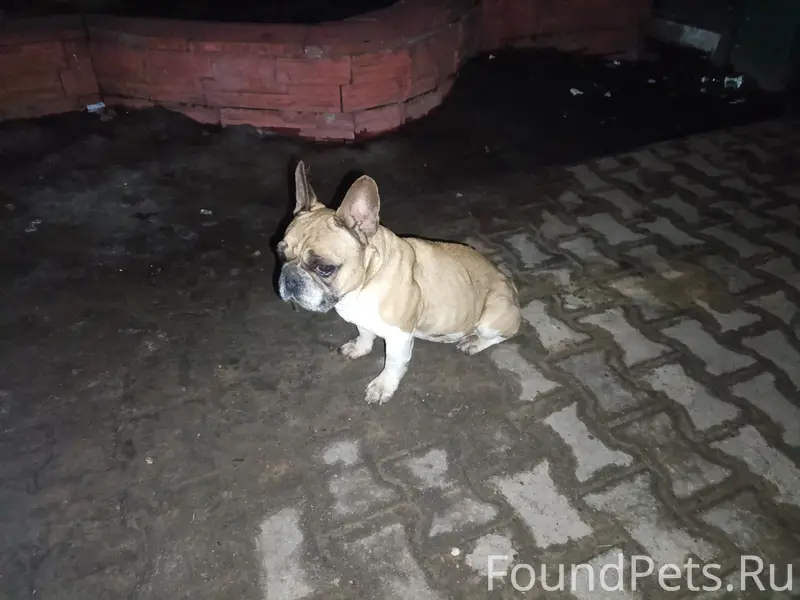 Найден французский бульдог, район детской поликлиники