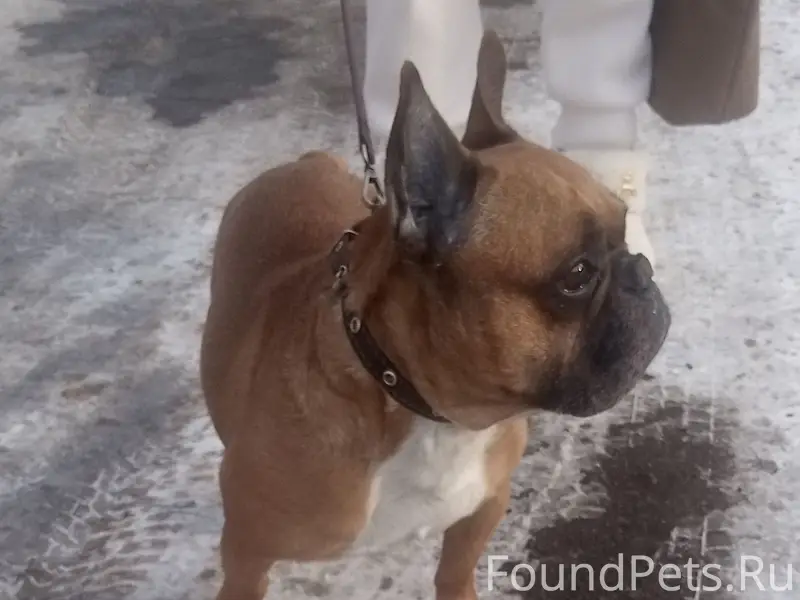 Пропал Французский бульдог, рыжий, Ангарск, 8 микрорайон
