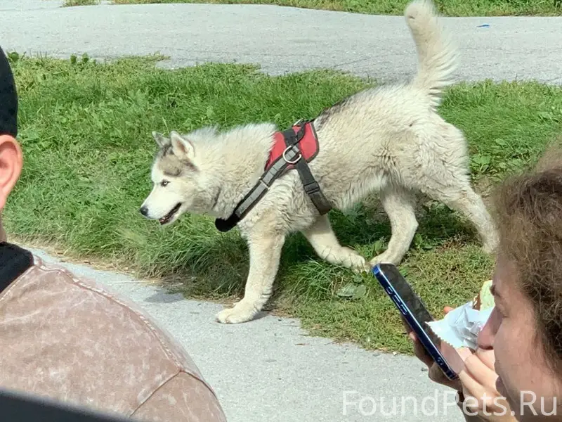 Пропал Вульф, последний раз видели возле Вымпела