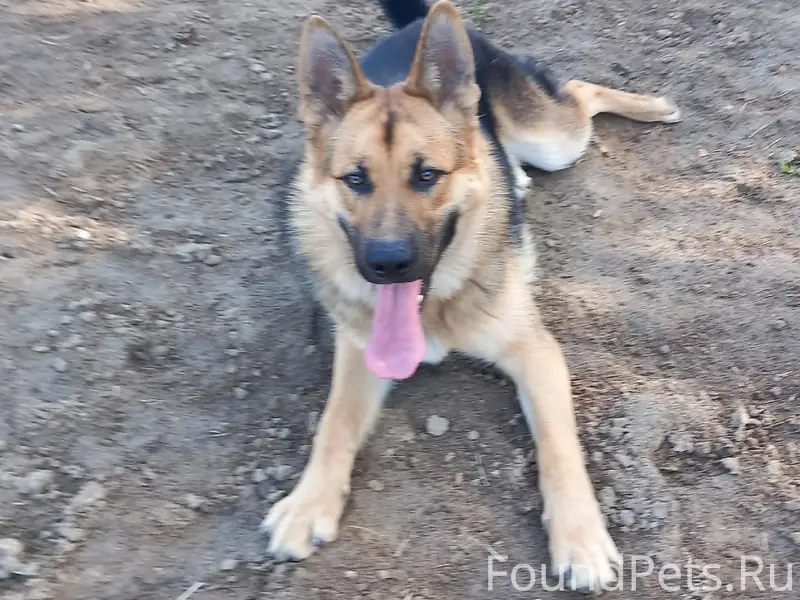 Пропала собака