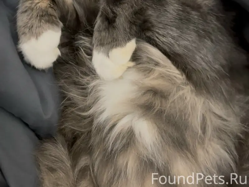 Пропал кот Крош, район Дронова 27