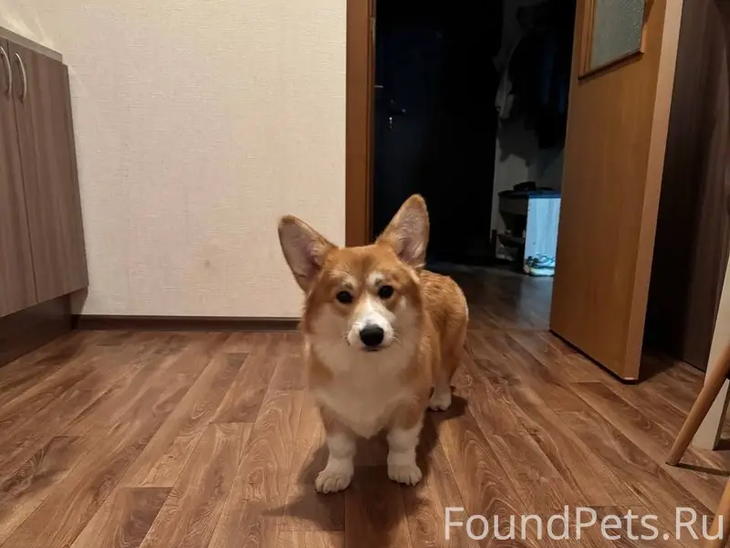 Пропал щенок, Заречный район