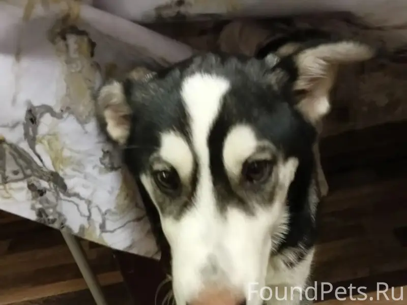 Пропал щенок, без местоположения