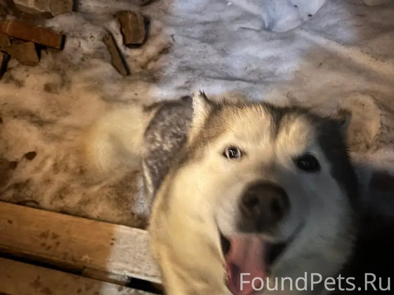 Найден похожий на хаски без ошейника, деревня Пиваши