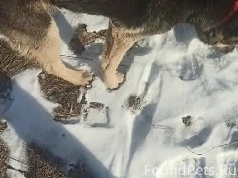 Пропала собака Руна, Балашиха, деревня Соболиха