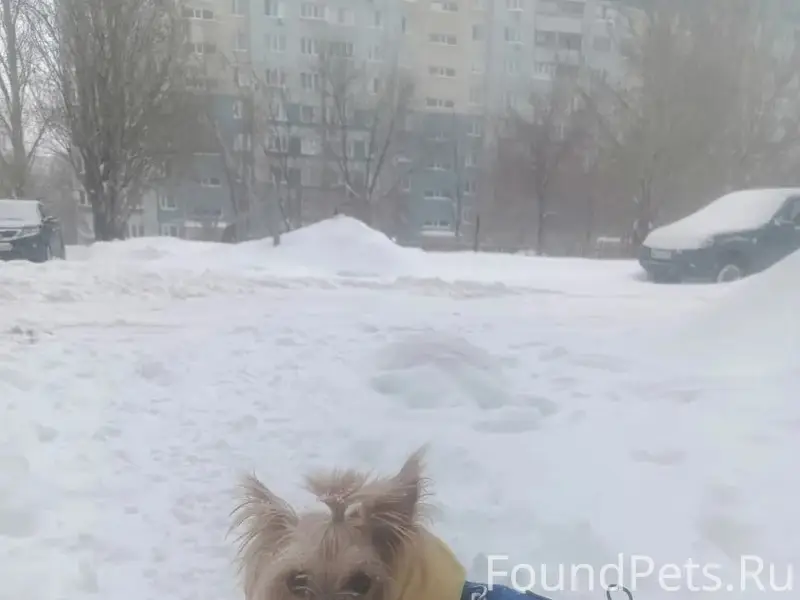 Пропала собака йорк, Киевский 7