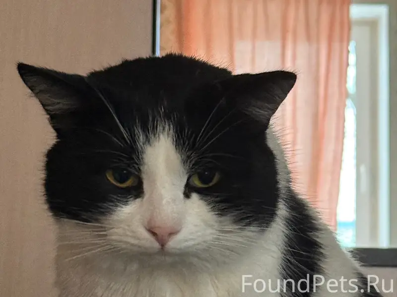 Пропал беспородный кот Тишка, район частных домов за Крупянщиком