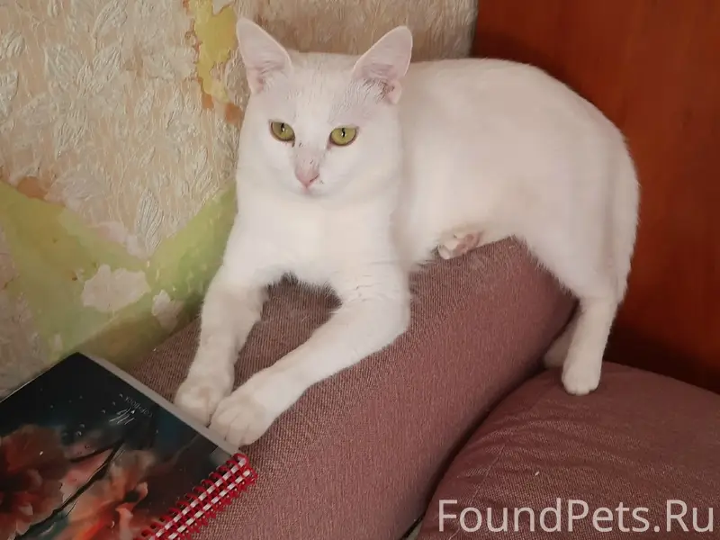 Пропал кот Юлик, Первомайский район, Ростов-на-Дону