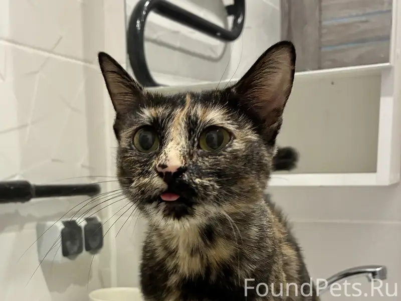 Найдена кошечка- богатка