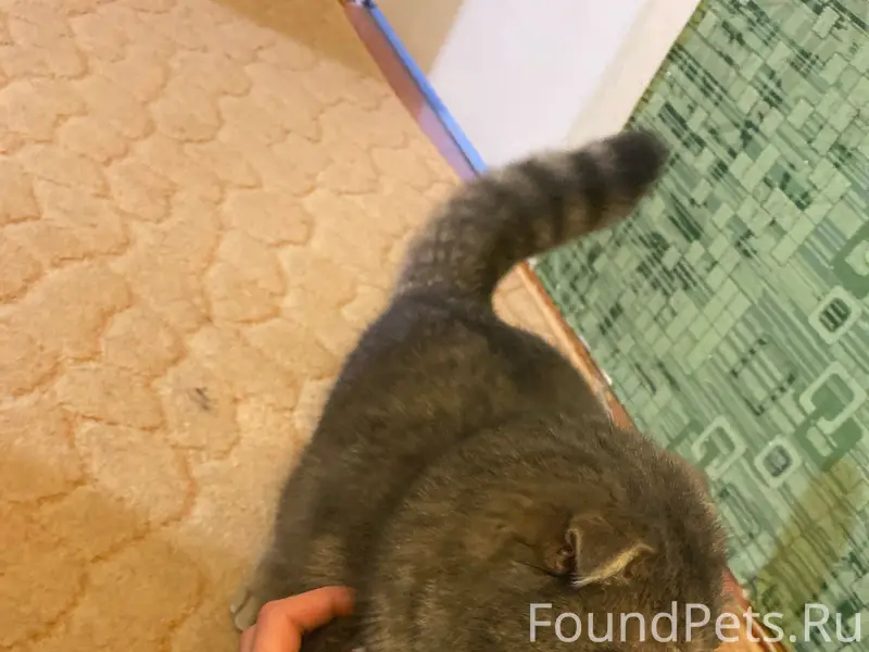 Пропал кот, Военный городок