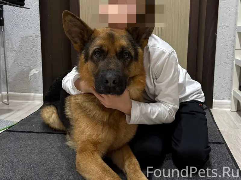 Пропала немецкая овчарка, Динас