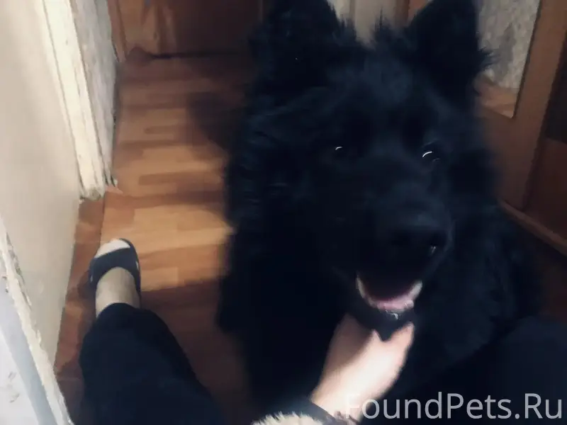 Найден пёс, 6-я чередовая 102