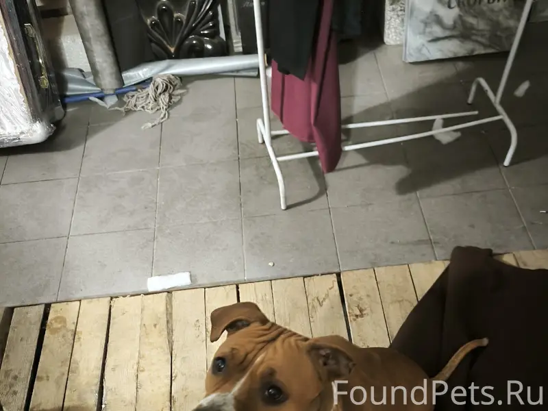 Найдена собака стаффорд, Рамонский район