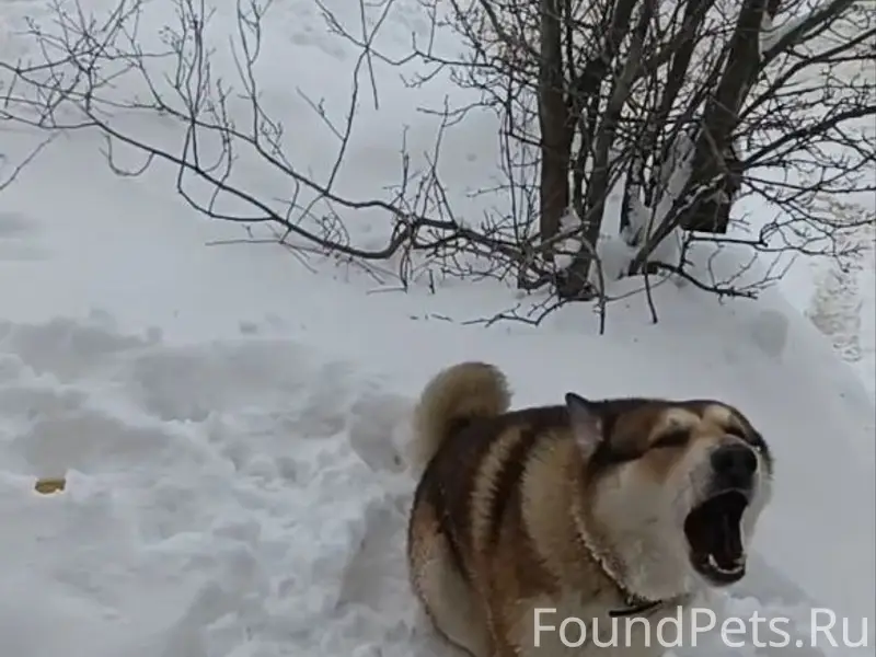 Пропала собака, район аэропорта