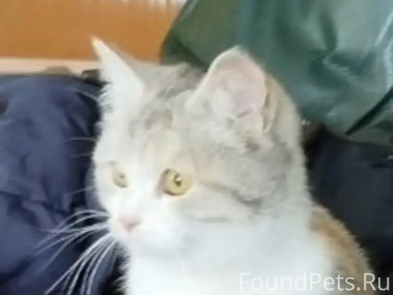 Пропала кошка, сады