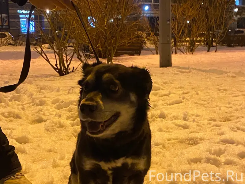 Найден тип собака, около Заречной 41