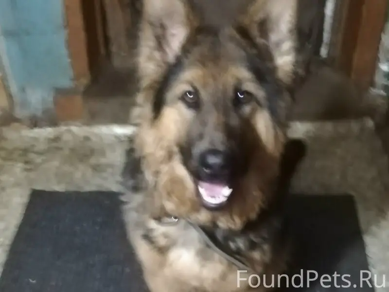 Пропала собака, район пристани Боровая