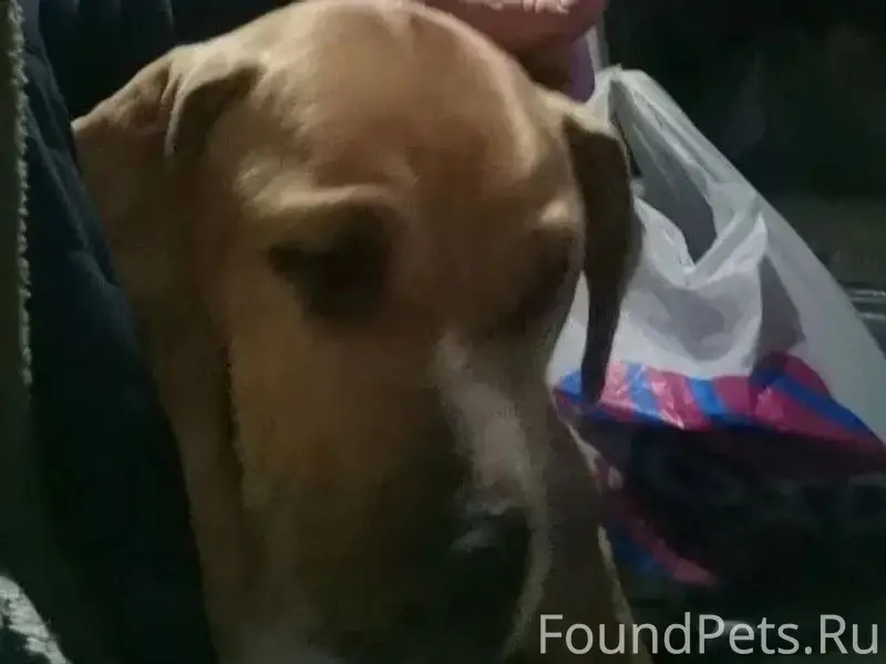 Найден стафф, девочка, Орехово-Зуево