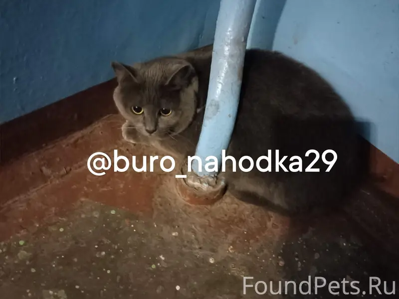 Найдена кошка, Архангельск, Воронина, 39