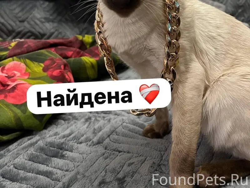 Найдена кошка породы Ориентал, Краснодар