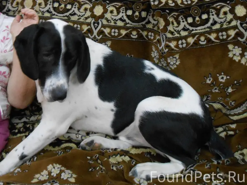 Пропал гладкошёрстный спаниель Граф, Лесная горка