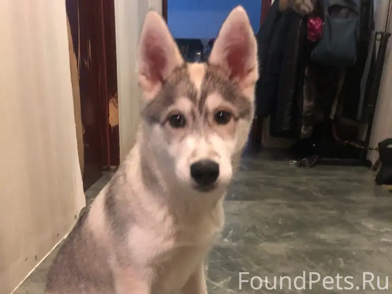 Найден щенок метис Сибирский хаски, между Золотухина и Школы
