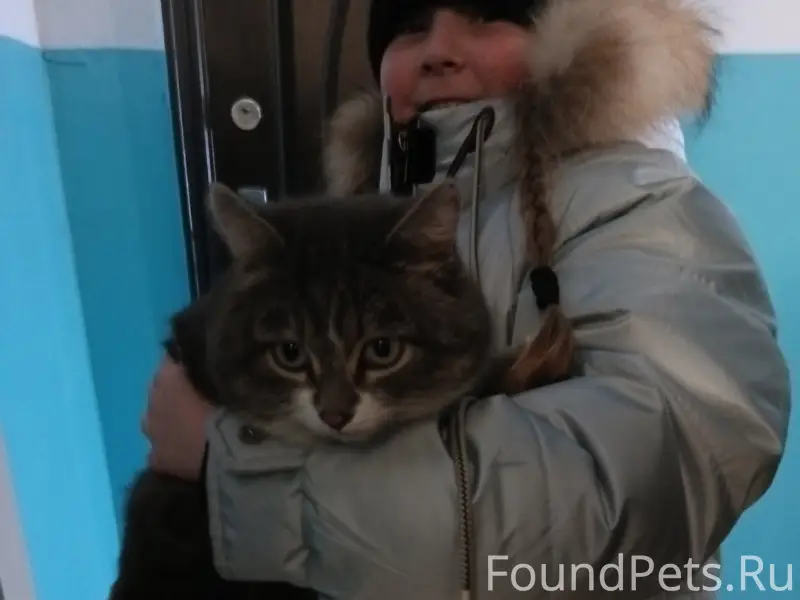 Найден кот, Красноармейская, Первомайская