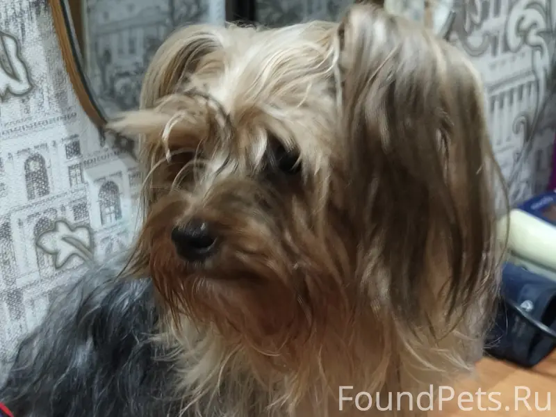 Найдена собака, похожа на йорка, район ул. Октябрьская