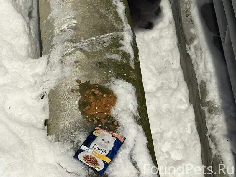 Найден кот, Буксирная 9