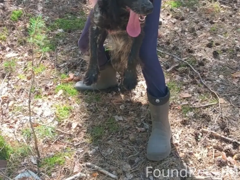 Пропала собака