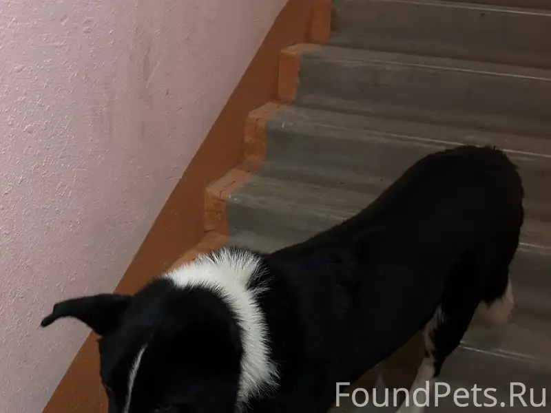 Найден пёс, район ул. Широтной