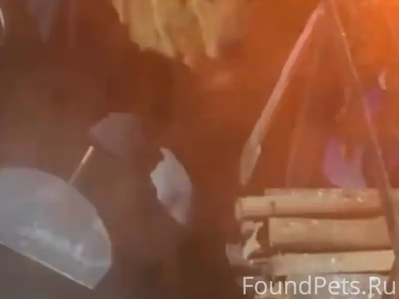 Пропал рыжий Зевс, район балки Бергмана