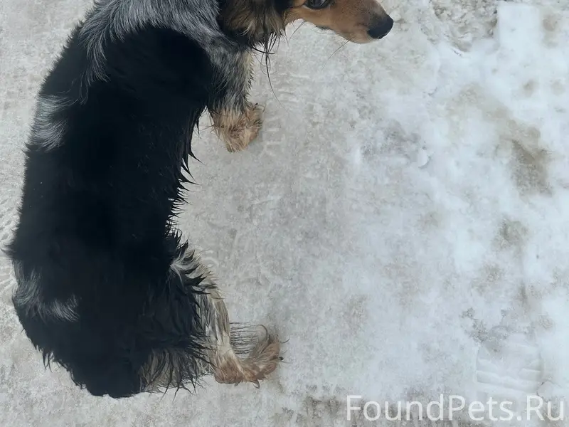 Найдена собака, найдена у ТЦ «Дзержинца»