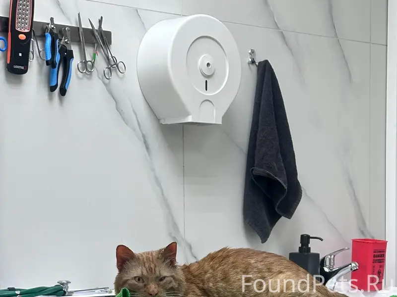 Найден кот, район лесотехнической академии