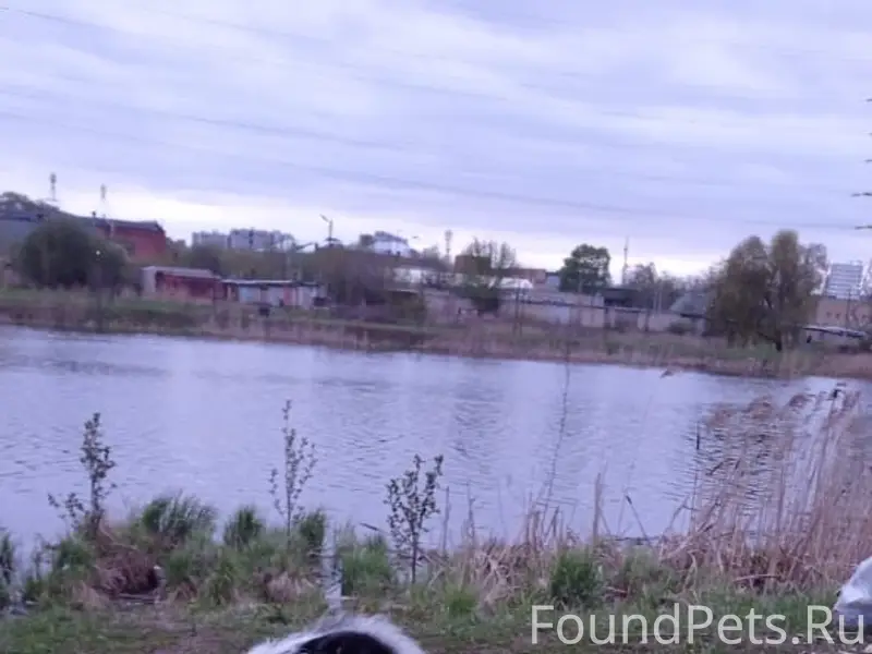 Пропал Беляш, район Меланжевого к-та