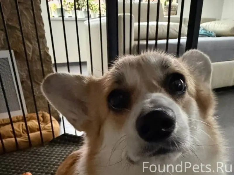 Пропала девочка Пемброк, Левашово