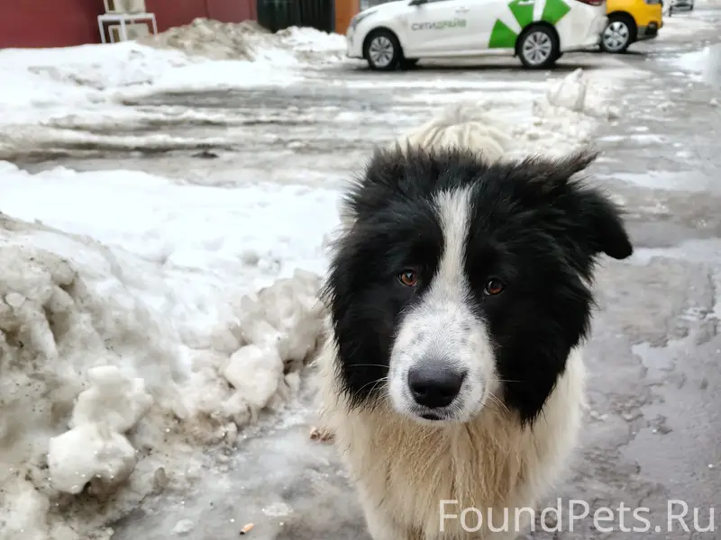 Пропала собака, Рябиновая