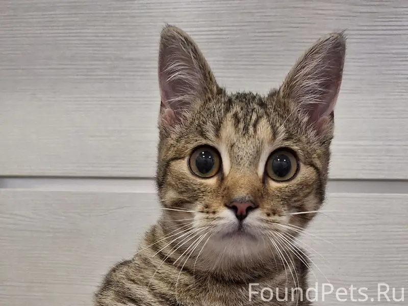 Найден котёнок, ул. Чехова