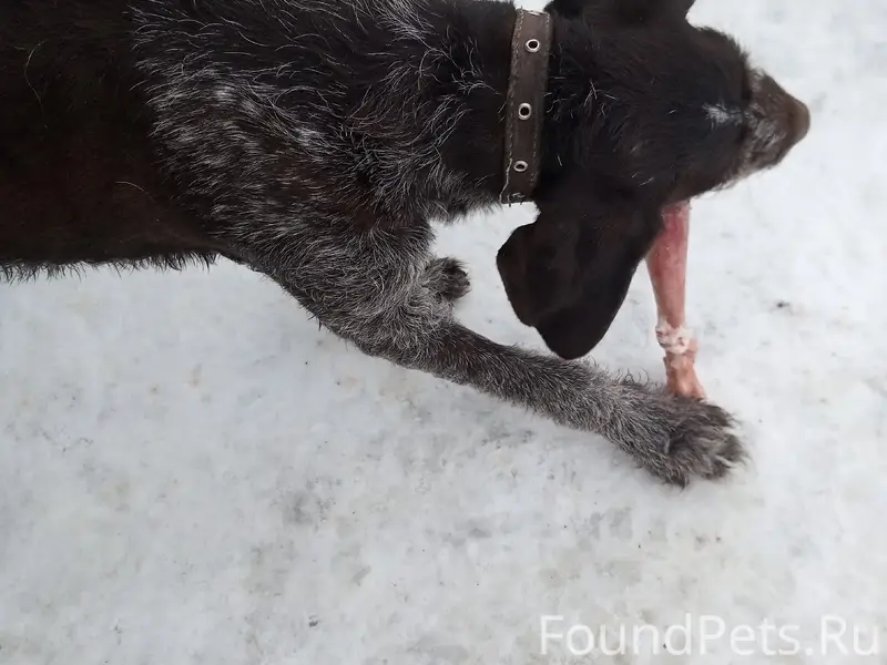 Найден дратхар, в ошейнике
