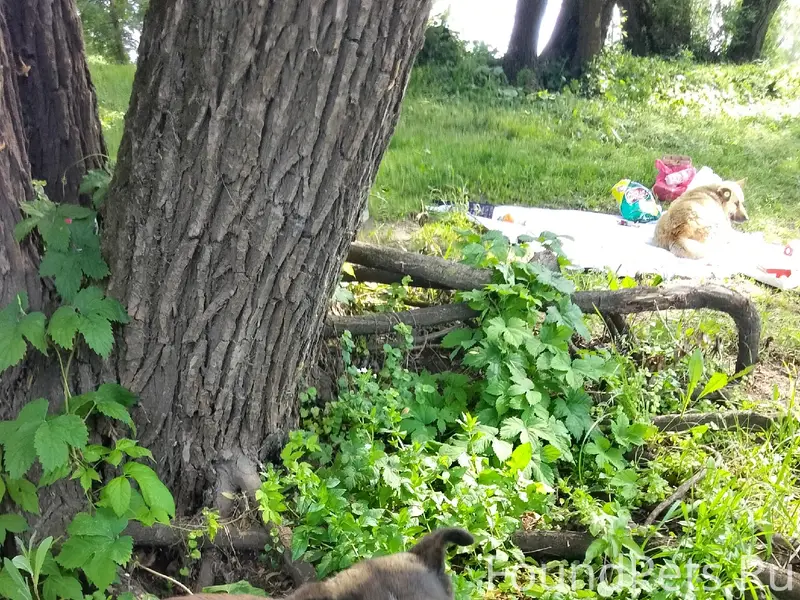 Пропал пёс Миша, машзавод