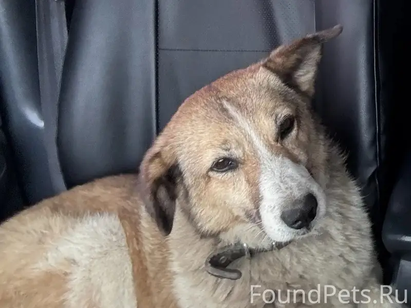 Пропала собака леди, Щекино